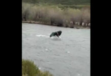 В Суусамыре депутат утонул прямо на глазах у спасателей МЧС. ВИДЕО