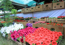 Город Наманган подарит Бишкеку 500 тысяч цветов