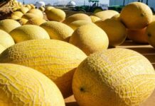 В Оше в дынях выявлено повышенное содержание нитратов