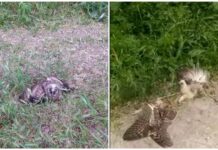 В Новопавловке массово гибнут совы и ежи. В Минсельхозе прокомментировали ситуацию