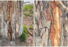 Молния убила 13-летнюю девочку, еще двое в больнице. Подробности происшествия