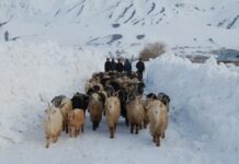 Ысык-Көлдүн Сырт өрөөнүндөгү калың жааган кардын кесепетинен канча малдын өлгөндүгү такталууда