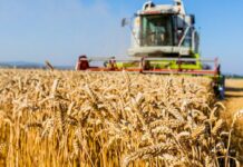 Кыргызстандагы дан үрөнүнүн дээрлик жарымы талапка жооп бербейт