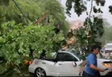 Жалал-Абад шаарында катуу шамалдан дарактар кулап, унааны басып калды