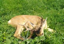 Каналга түшүп кеткен үч жашар бугу куткарылды