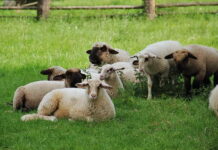 Информация о том, что на пастбищах Сон-Куля гибнет скот, не соответствует действительности