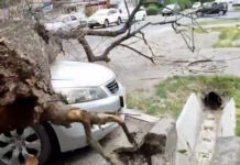 В Бишкеке из-за сильного ветра дерево упало на машину. ВИДЕО