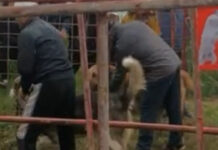 В Балыкчи устроили собачью бои. Милиция проверяет законность их проведения