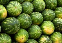 Кыргызстанга Өзбекстандан ташылган дарбыздын сапаты текшерилет