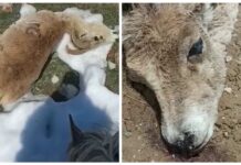 В Джети-Огузе зафиксирована массовая гибель горных баранов. Комментарий Минприроды