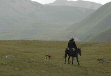 Ысык-Көл облусунда кашардын ээси малчысын өлтүрүп, аны бөдө кырсыктан каза болгон