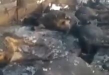 В селе Пригородное на ферме заживо сгорели более 200 быков