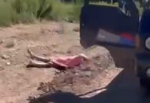 Пьяный водитель, сбивший насмерть тренера из РК на Иссык-Куле, водворен в ИВС