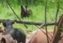 В Алае медведь спустился с гор в село и пугает местных жителей