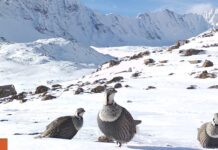 Фотоловушки на юге Кыргызстана запечатлели более 16 видов животных. ФОТО