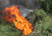 ИИМ: Кыргызстандын аймагында 70 тоннадан ашуун кара куурай өрттөлдү