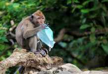 Маймыл чечегинен Европадагы алгачкы адам өлүмү катталды