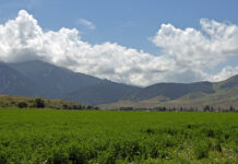 В Новопавловке трансформировали 26 га пашни для строительства завода