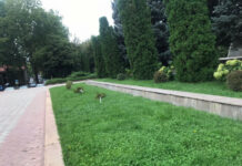 СҮРӨТ: Жогорку Кеңештин имаратынын жанында роза бактары атайылап сындырылды