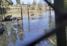 Фонд «Бугу-Эне» попросил у мэрии 9 млн на корма для животных, а им выделили 15 тыс сомов