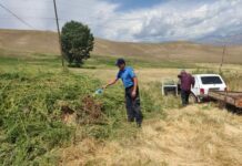 Тогуз-Тородо 3 тоннадан ашык жапайы кара куурай жок кылынды