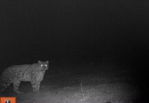 Cейрек кездешкен ак илбирс камерага түшүп калды