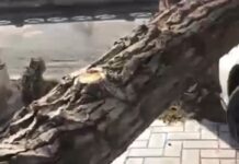 В Бишкеке из-за сильного ветра на машины падали деревья и заборы