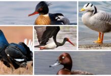 Пять краснокнижных птиц, обитающих в Кыргызстане. ФОТО