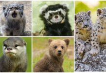 5 краснокнижных млекопитающих, обитающих в Кыргызстане. ФОТО