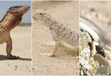 Краснокнижные ящерицы, обитающие в Кыргызстане. ФОТО