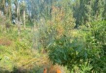 Чүй районунда жапайы өскөн кара куурайлар жок кылынды