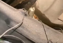 Как в машине активиста Илгиза Шаменова обнаружили гранату, — видео