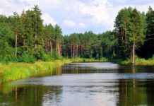 В Таласе в лесу пропала девочка. Ее телефон нашли на берегу реки