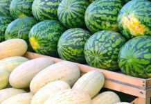 Быйыл 7 ай ичинде Кыргызстан Өзбекстандан 14,4 миң тонна коон жана дарбыз сатып алды