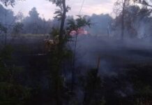 В ботсаду в Бишкеке сгорело 1,8 га сухотравья