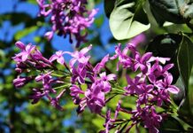 В Бишкеке расцвела сирень. ФОТО