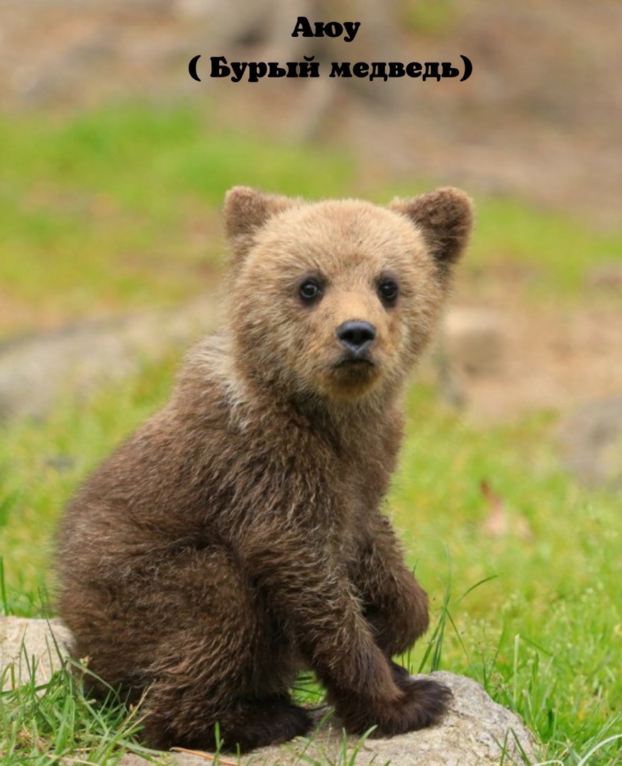 whatsapp image 2022 08 25 at 14 27 27 4 5 краснокнижных млекопитающих, обитающих в Кыргызстане. ФОТО