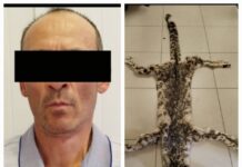 В Бишкеке задержали браконьера, убившего снежного барса