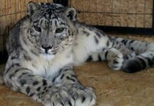 Умер снежный барс Жаабарс