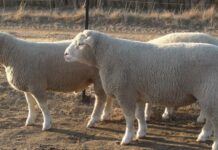 Жел-Аргы кыштоосунда койлор кара өпкө (пастереллез) ылаңы менен ооруп, массалык түрдө өлүп жатканы текшерилди