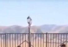 Бийликти сындаган Эмиль Бекиев кармалды