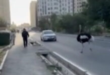 В Бишкеке по улицам уже несколько часов бегает страус. ВИДЕО
