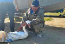 В ходе очистки Иссык-Куля от незаконных сетей нашли едва живого лебедя