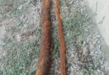 Бишкекте бактардын тамырлары суу түтүктөрүн бүтөп салган