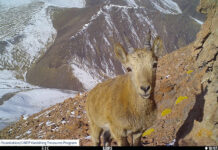 Архар, волк, снежный барс, козерог попали в фотоловушки в горах Чуйской области. ФОТО 