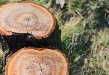 Выявлен факт массового уничтожения уникального орехового леса в Ноокате