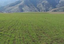 Токой фондунун жерлери Казакстан — Кытай магистралдык газ кууру үчүн берилгени жатат, – ЖМК