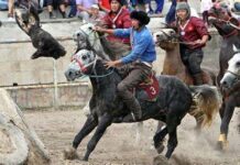 Таласта көк бөрү боюнча өлкө чемпионатында көрөрмандар мушташа кетти