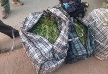 Ысык-Көл облусунда ири өлчөмдөгү баңгизаттарды ташуучу жаран кармалды