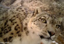 В Нарыне фотоловушки засняли молодых снежных барсов. ВИДЕО